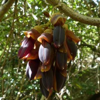Mucuna atropurpurea (Roxb.) DC. ex Wight